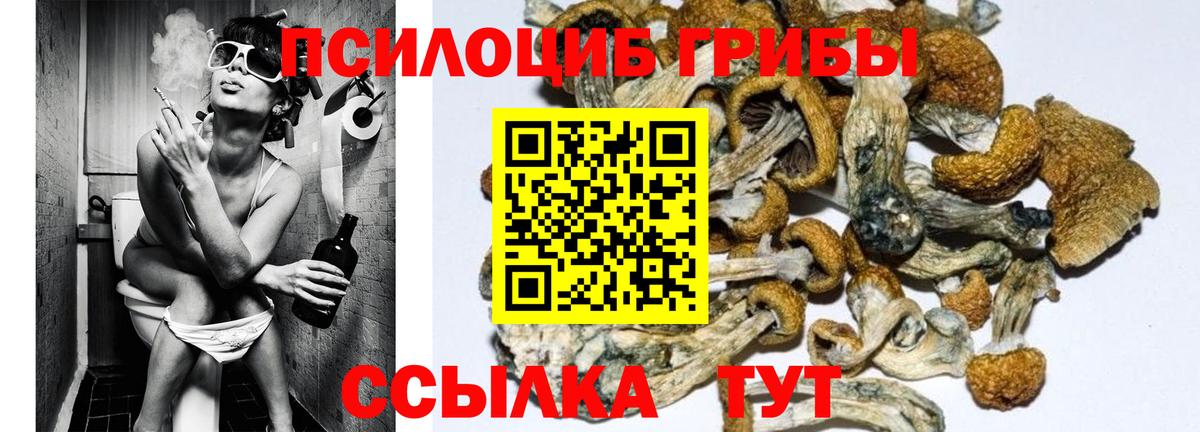 Псилоцибиновые грибы Cubensis Каспийск